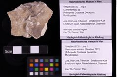 Foto (Objket + Etiketten) von Culmenformosa sp. 